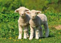 Animales 2