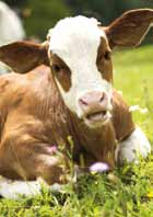 Animales 3