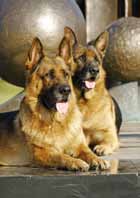 Animales 8