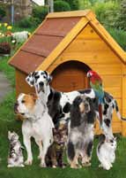 Animales 7