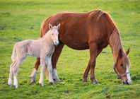 Animales 5