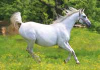 Animales 6