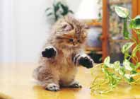 Animales 9