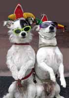 Animales 11
