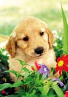 Animales 14