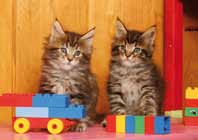 Animales 13