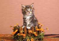 Animales 15