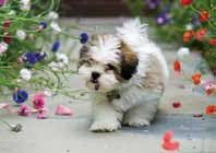 Animales 16