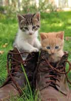 Animales 17