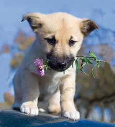 Animales 18