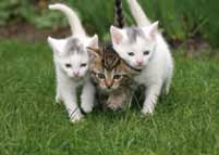 Animales 19