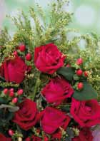 Rosas
